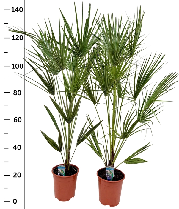 <h4>CHAM HUMILIS</h4>