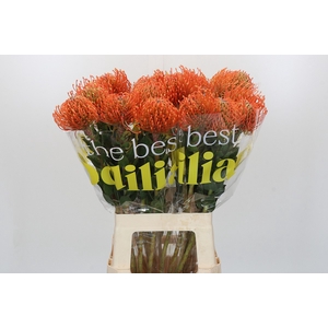 Nutans Ayoba Mandarin Zest