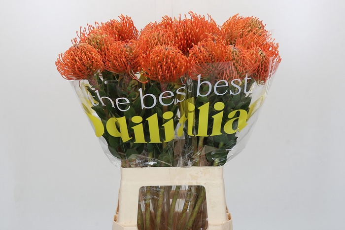 Nutans Ayoba Mandarin Zest