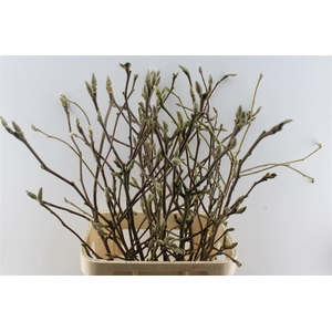 Magnolia Grandiflora