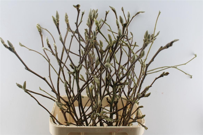 <h4>Magnolia Grandiflora</h4>