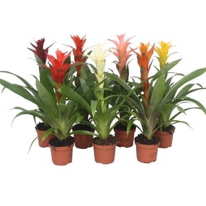 Guzmania gemengd