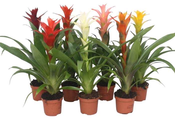 <h4>Guzmania gemengd</h4>