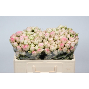 R TR SWEET BLOSSOMS