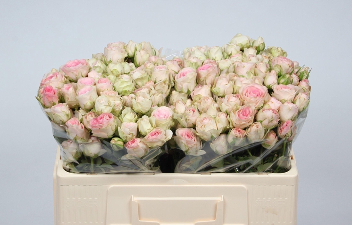 <h4>R TR SWEET BLOSSOMS</h4>