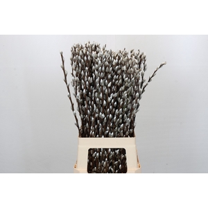 Salix Caprea Snow Flake Premium