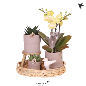 Kolibri Green up your home Gift Set Easter