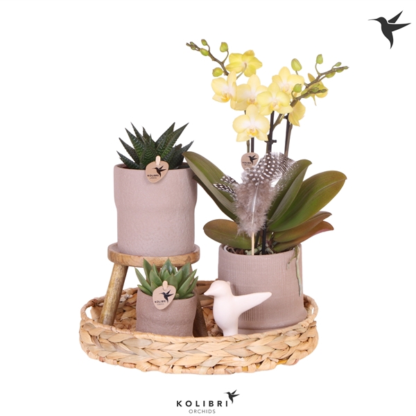 <h4>Kolibri Green up your home Gift Set Easter</h4>