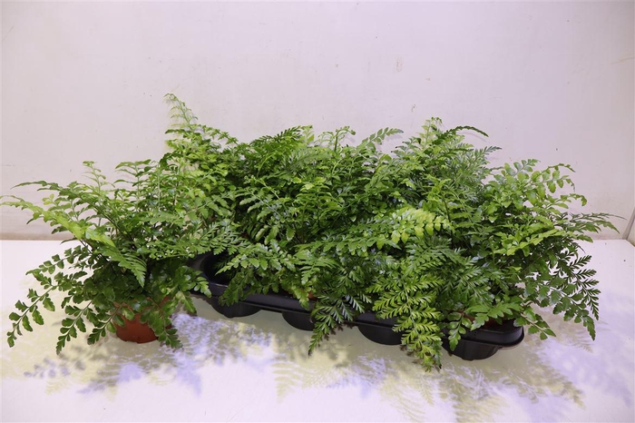 <h4>arr8 Asple Parvati</h4>