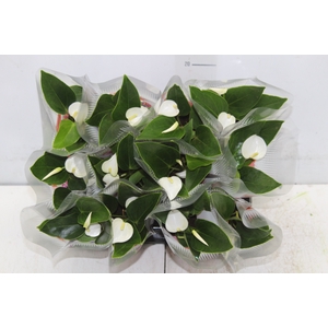 ANTHURIUM VARIADO P06