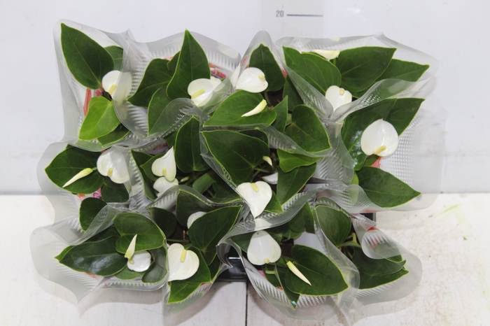 <h4>ANTHURIUM BRANCO P06</h4>