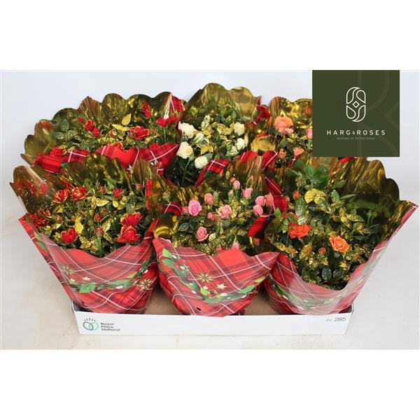 <h4>Rosa Kordana gemengd</h4>