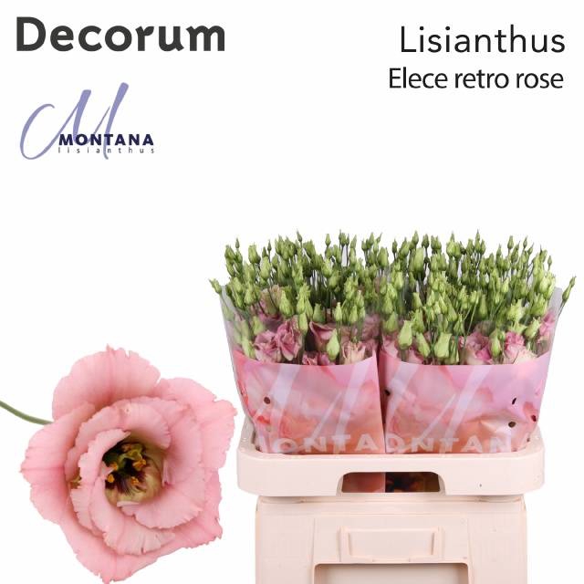 <h4>EUS G ELE RETRO ROSE</h4>