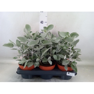 Kalanchoe NF orygalis