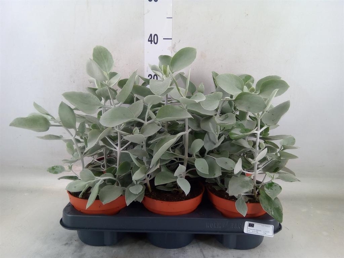 <h4>Kalanchoe NF orygalis</h4>