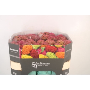 Celosia Reprise Pink