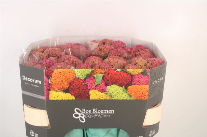 <h4>Celosia Reprise Pink</h4>