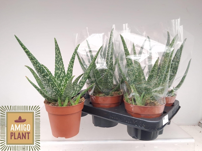 <h4>ALOE VERA</h4>