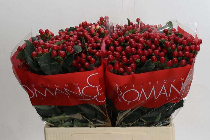 <h4>Hypericum True Romance</h4>