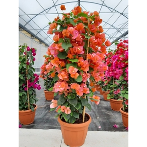 Bougainvillea overig