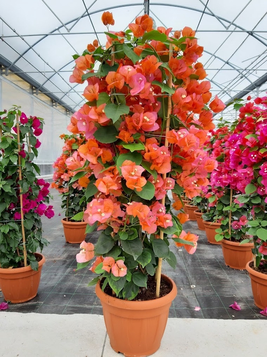 <h4>Bougainvillea overig</h4>