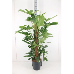 Philodendron Bippenifolium P24 H120
