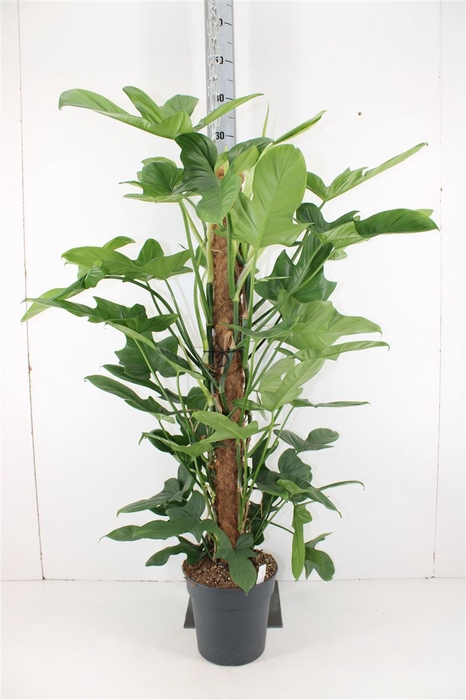 Philodendron Bippenifolium P24 H120
