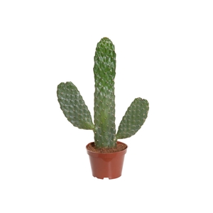 CACTUS RUBESCENS CONSOLEA P11