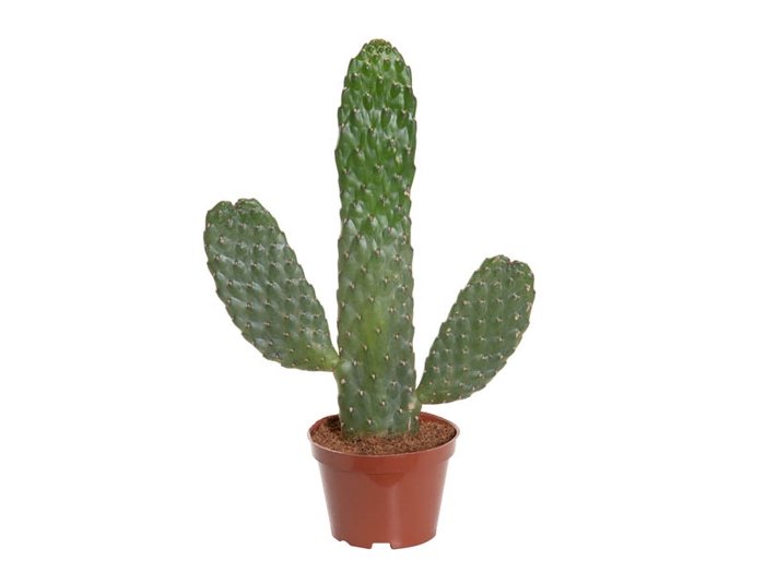 <h4>CACTUS RUBESCENS CONSOLEA P11</h4>