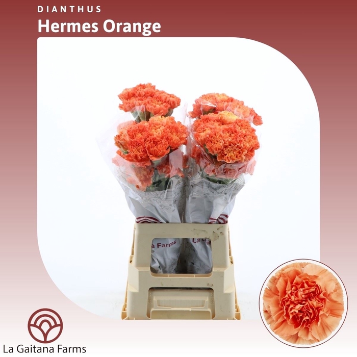 <h4>Dianthus St Hermes Orange</h4>