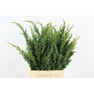 CONIFEER JUNIPERUS BLUE PER BUNCH