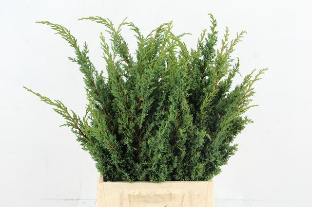 <h4>CONIFEER JUNIPERUS BLUE PER BUNCH</h4>