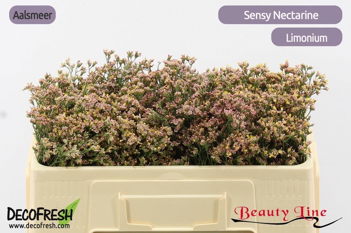 <h4>LIM SIN SEN NECTARIN</h4>