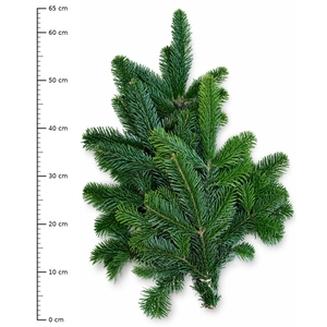 ABIES NORDMANN BS