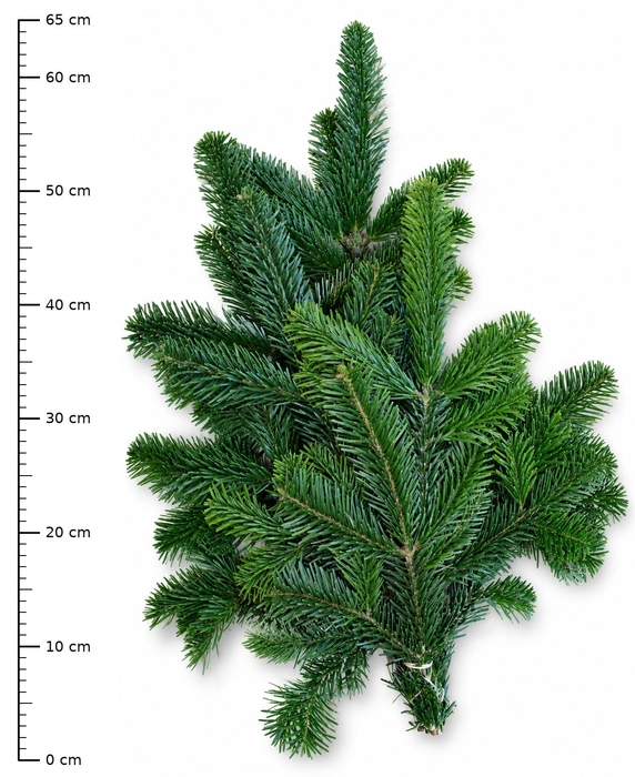 <h4>ABIES NORDMANN BS</h4>