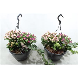 0976 Hangpot BT