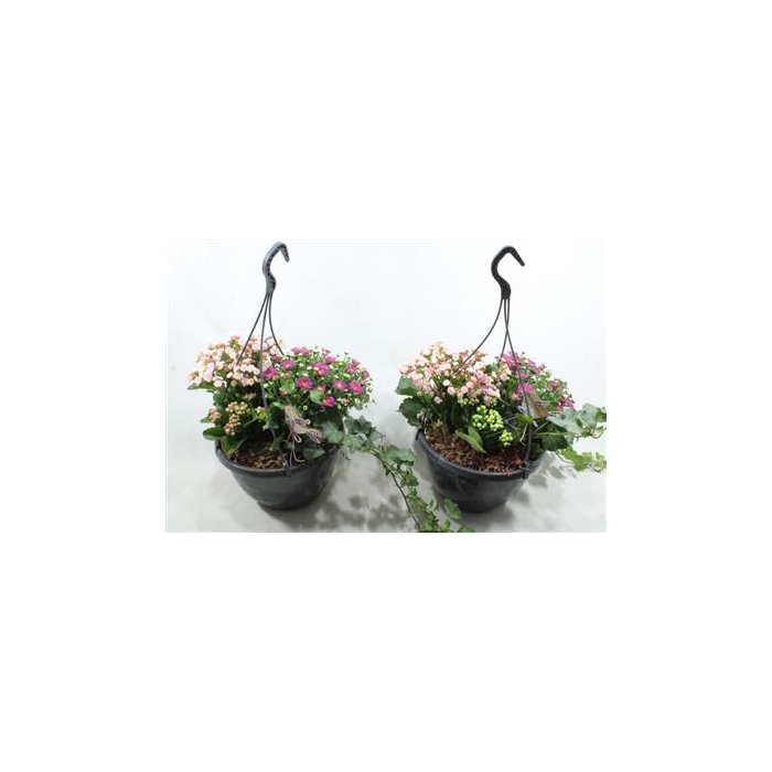 <h4>0976 Hangpot BT</h4>