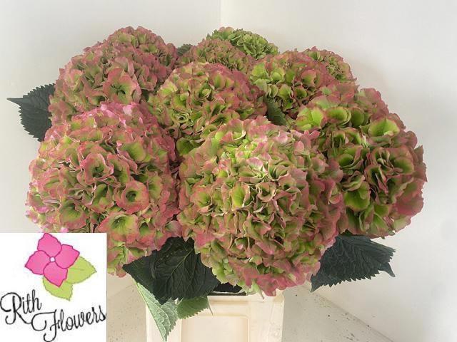 <h4>Hydr M Ch Verena Cl</h4>