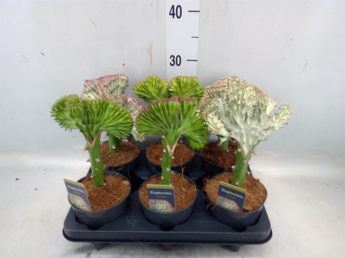 <h4>Euphorbia lactea 'Cristata'</h4>