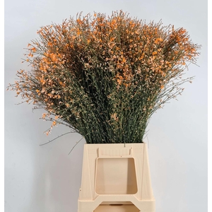 Genista 200 Gr Orange