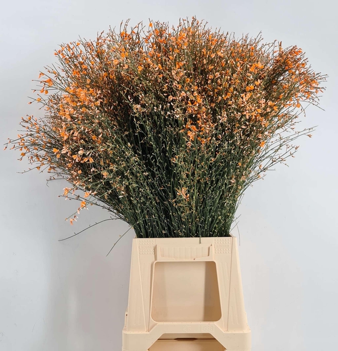 <h4>Genista 200 Gr Orange</h4>