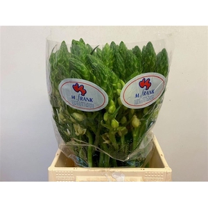 ORNIT DB ORCHID STAR