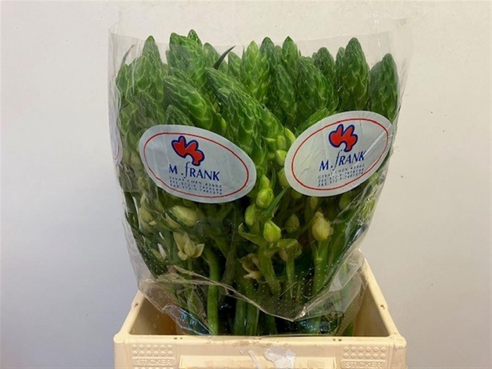 <h4>ORNIT DB ORCHID STAR</h4>