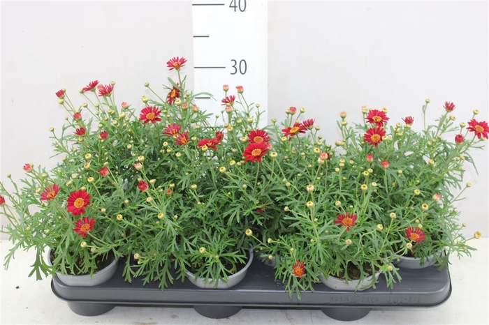 Argyranthemum Red P12