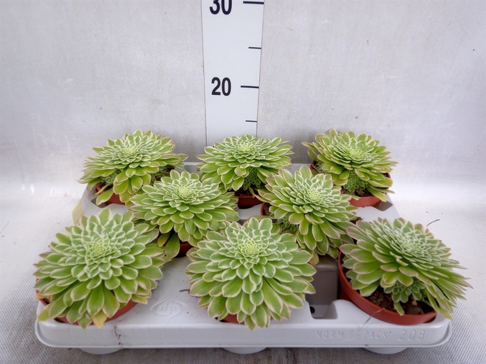 Aeonium tabuliforme