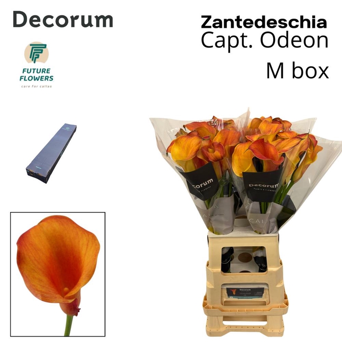 <h4>Zant Capt Odeon Medium Box 70 Cm 40 St.</h4>
