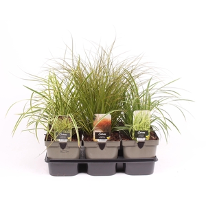 Carex mix P17