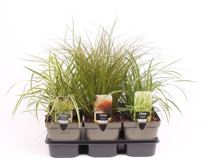 <h4>Carex mix P17</h4>