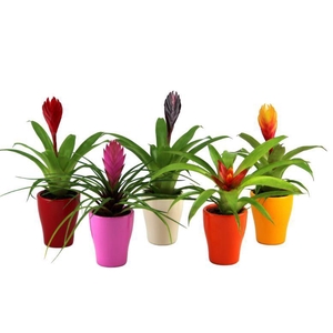 Bromelia mix Keramiek