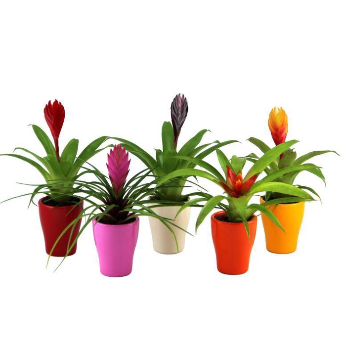 <h4>Bromelia mix Keramiek</h4>